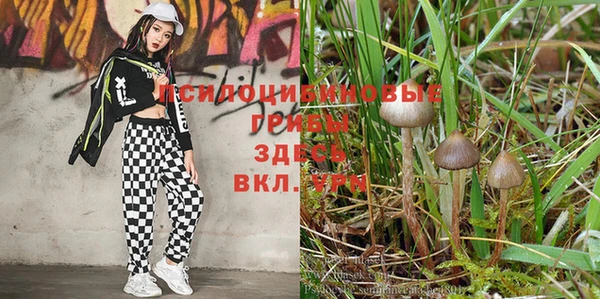 стаф Новодвинск